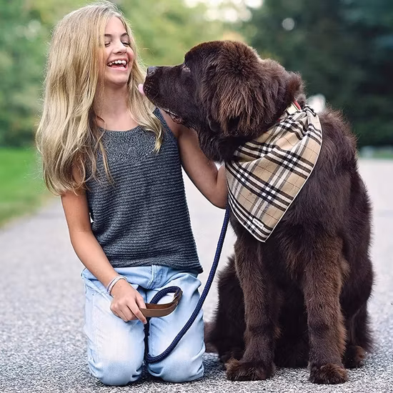 Robuste Hundeseilleine mit weichem Ledergriff. Dicke Hundeleine für große, mittelgroße und kleine Hunde